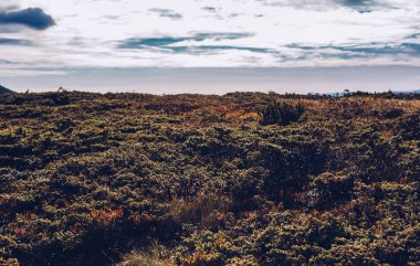 Sonbahar mevsiminde güzel Karpat Dağları içinde büyüyen yeşil vahşi çalılar. Europe.Instagram vintage film filtre aktif Turizm için seyahat hedef