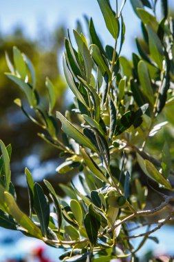 Hırvatistan'da zeytin ağacı dalları. Doğa, flora