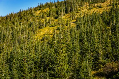 Sonbahar sezonu güzel Karpat Dağları