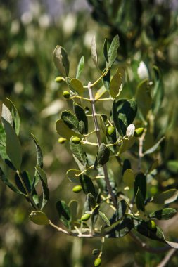 Zeytinli tropik güneşin Italy.Fresh zeytin braches sebze Bahçe büyümek Yunanca büyüyen yeşil zeytin ağacı dalı. Doğal Gıda Tarım arka plan. Sağlıklı malzemelerle yemek. Petrol üretimi