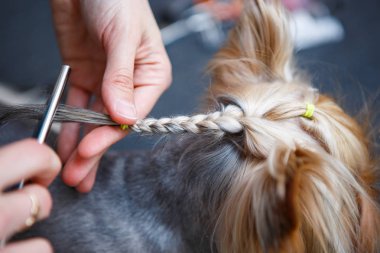 Evde beslenen hayvan damat yorkshire terrier kürk kafasına veteriner kliniğine profesyonel damat Studio örgü. Hayvan stilist küçük köpek muamelesi yapıyor.