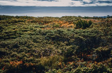 Sonbahar sezonu güzel Karpat Dağları'nda yeşil çalılar. Europe.Instagram vintage film filtre aktif Turizm için seyahat hedef