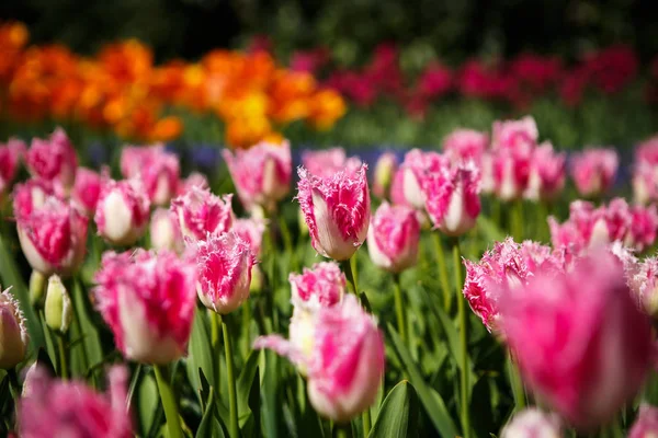 Schöne Tulpenblumen Blühen Frühling Garten Dekorative Tapete Mit Tulpen Frühling — Stockfoto