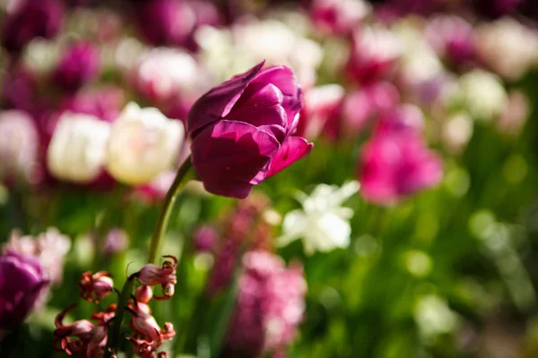 美しいチューリップ花が咲き春の庭 春にはチューリップで装飾的な壁紙 自然ポスターの美しさ 鮮やかな自然の色 — ストック写真