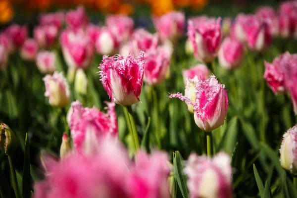 Schöne Tulpenblumen Blühen Frühling Garten Dekorative Tapete Mit Tulpen Frühling — Stockfoto