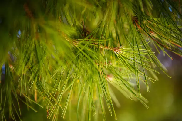 Takken Van Dennenboom Kroatië Natuur Flora — Stockfoto