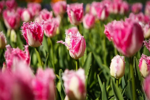 Όμορφες Τουλίπες Λουλούδια Ανθίζουν Την Άνοιξη Στον Κήπο Διακοσμητικά Ταπετσαρία — Φωτογραφία Αρχείου