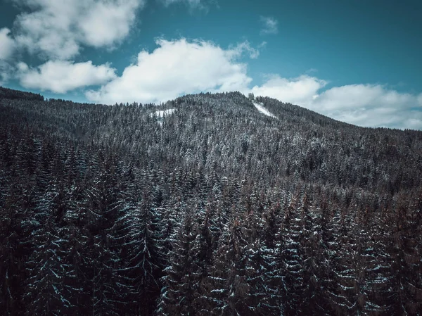 Beautiful aerial drone landscape photo of mountains in cold snowy day.Travel destination for active tourism in winter.Beauty of nature in Carpathian mountain park.Green pine trees grow on hills