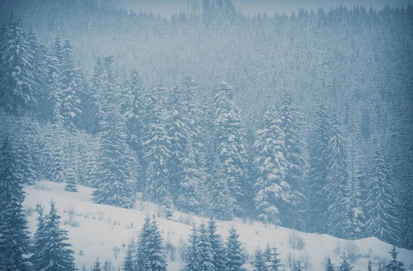 カルパティア山脈の雪に覆われたモミの木の森 寒い冬の日の美しい自然 — ストック写真