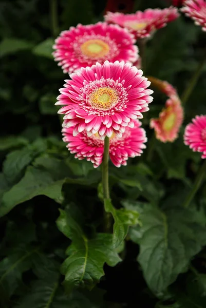 Belles Fleurs Roses Roses Transvaal Marguerites Fleurissent Dans Jardin Printemps — Photo