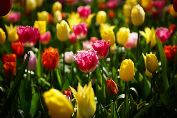 Belles Fleurs Tulipes Fleurissent Dans Jardin Printemps Fond Écran Décoratif — Photo