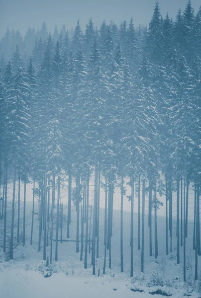 古い松の木雪カルパティア山脈の丘に成長しています 冬のアクティブな観光の旅行先 — ストック写真