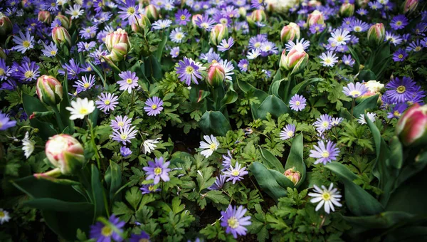美しいカラフルな青い花が咲き春の庭 フェリシアの春の花が Amelloides で装飾的な壁紙 自然ポスターの美しさ 鮮やかな自然の色 — ストック写真