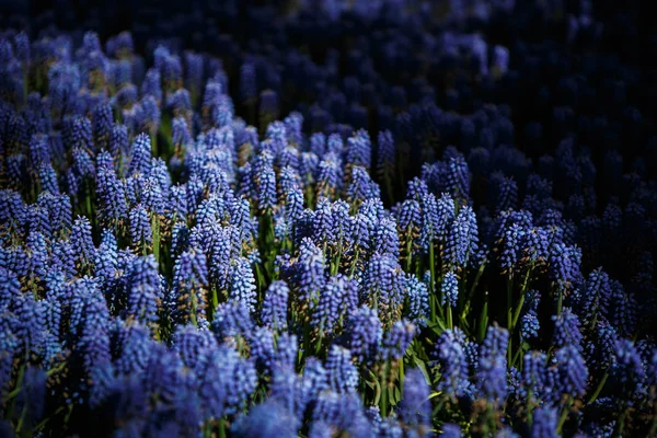 Güzel Mavi Üzüm Sümbül Çiçek Çiçekler Bahar Bahçe Içinde Menekşe — Stok fotoğraf