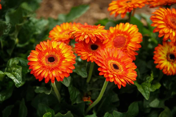 Belles Fleurs Marguerite Transvaal Orange Coloré Fleurissent Dans Jardin Printemps — Photo