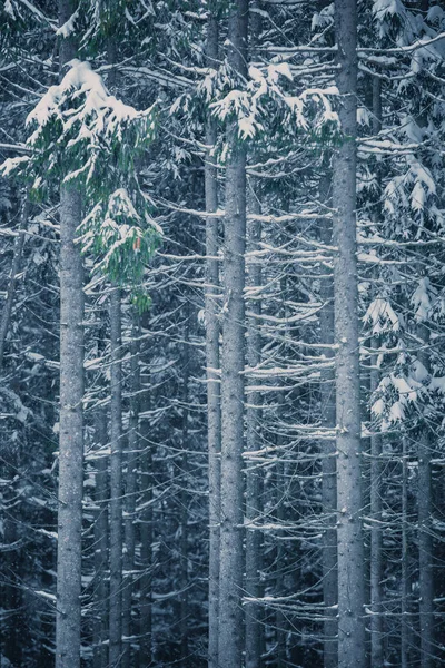 Tall pine trees covered with snow in cold winter day