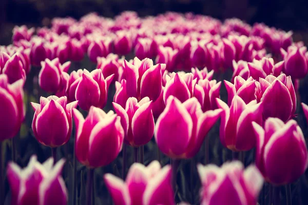 Όμορφες Πολύχρωμες Τουλίπες Ροζ Και Λευκά Λουλούδια Ανθίζουν Την Άνοιξη — Φωτογραφία Αρχείου