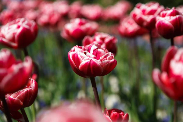 Belles Fleurs Tulipes Colorées Fleurissent Dans Jardin Printemps Papier Peint — Photo