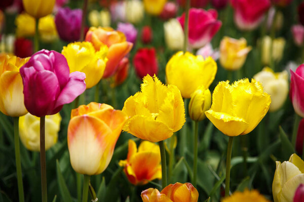 Красивые разноцветные цветы тюльпанов цветут в весеннем саду. Декоративные обои с экзотическими цветами тюльпана весной на лугу. Плакат о красоте природы. Яркие натуральные цвета
