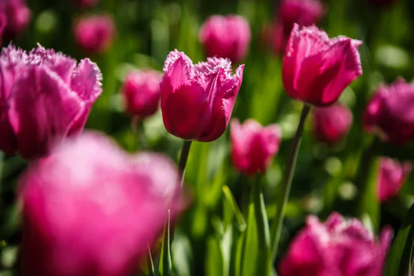 Belles Fleurs Tulipes Fleurissent Dans Jardin Printemps Fond Écran Décoratif — Photo