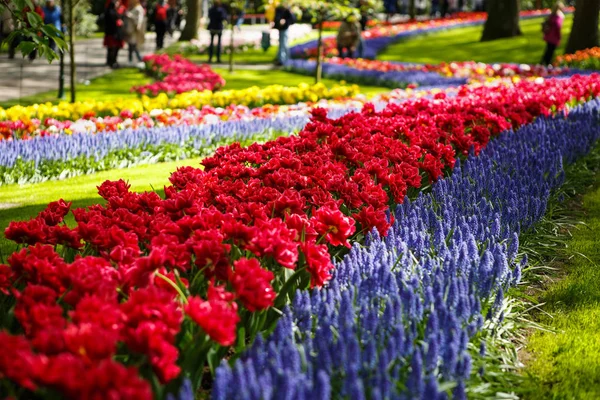 Schöne Bunte Tulpenblumen Blühen Frühlingsgarten Dekorative Tapeten Mit Exotischen Tulpen — Stockfoto