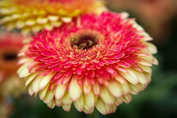 美しい色鮮やかな赤 黄色のシクラメン花が咲き春の庭 春の花の花で装飾的な壁紙 自然ポスターの美しさ 鮮やかな自然の色 — ストック写真