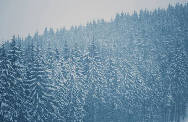 冬の森は 寒い季節に雪で覆われています 退屈な冬の日の多くの古いモミの木 — ストック写真