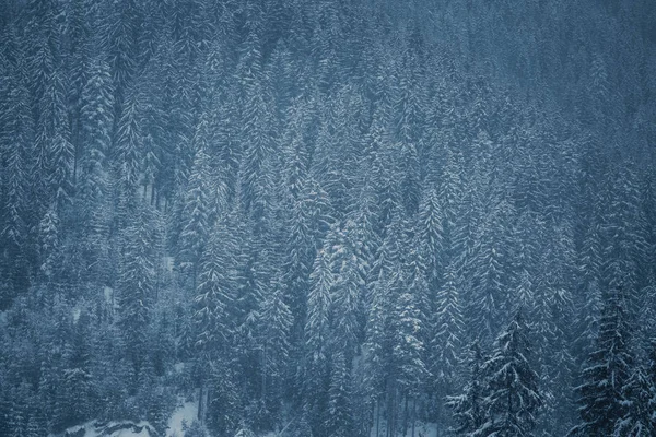 Luchtfoto Drone Weergave Van Winter Bos Bomen Bedekt Met Sneeuw — Stockfoto