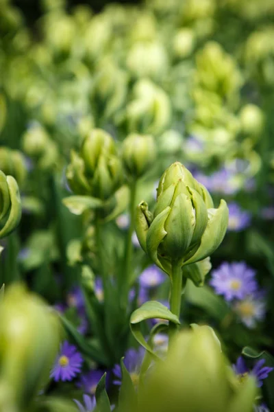 Красиві Квіти Тюльпанів Цвітуть Навесні Саду Декоративні Шпалери Тюльпанами Навесні — стокове фото