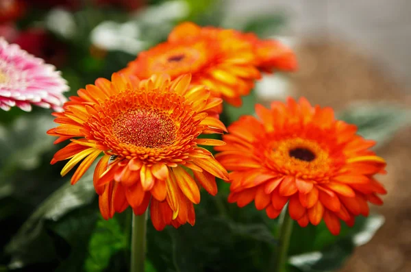 美しいカラフルなオレンジ トランスバール デイジー花が咲き春の庭 春にはガーベラの花の花で装飾的な壁紙 自然ポスターの美しさ 鮮やかな自然の色 — ストック写真