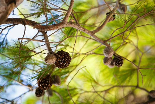 Grenar Tall Kroatien Natur Flora — Stockfoto