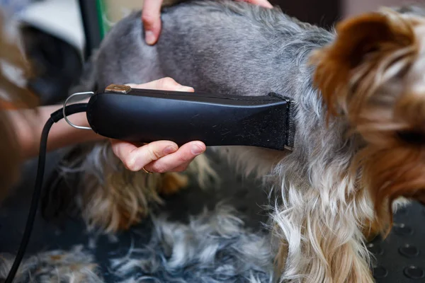 Djur Groomer Rakar Valp Med Rakapparat Maskin Groomer Skåp Veterinärkliniken — Stockfoto