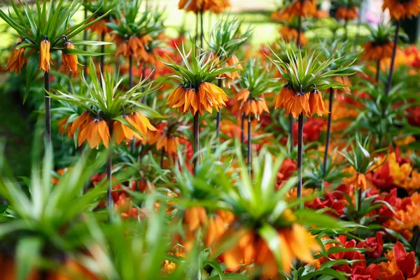 Beautiful Colorful Orange Tulipa Flowers Bloom Spring Garden Decorative Wallpaper — Stock Photo, Image