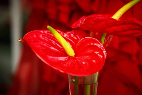 美しいエキゾチックな赤いアンスリウム花が咲き春の庭 春の花の花で装飾的な壁紙 自然ポスターの美しさ 鮮やかな自然の色 — ストック写真
