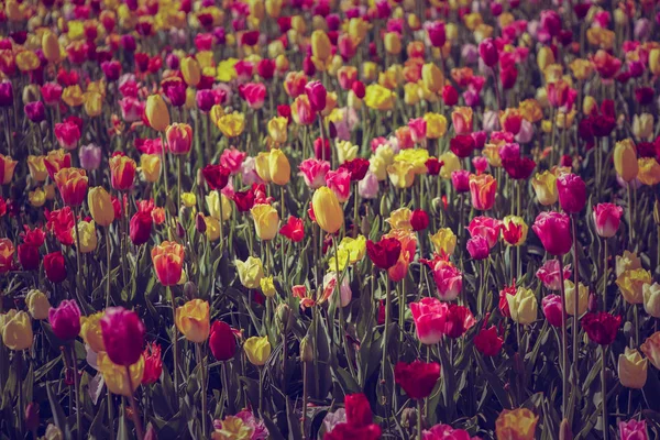 Bellissimi Fiori Tulipani Fioriscono Nel Giardino Primaverile Carta Parati Decorativa — Foto Stock