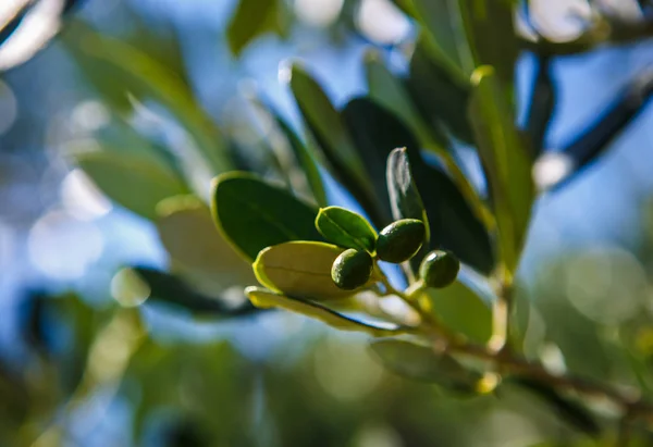 Hırvatistan Zeytin Ağacı Dalları Doğa Flora — Stok fotoğraf