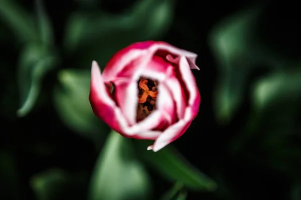 Belles Fleurs Cyclamen Rouge Jaune Colorées Fleurissent Dans Jardin Printemps — Photo