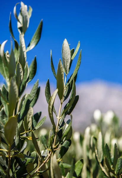 Ramo Verde Ulivo Con Olive Che Crescono Sole Tropicale Italia — Foto Stock