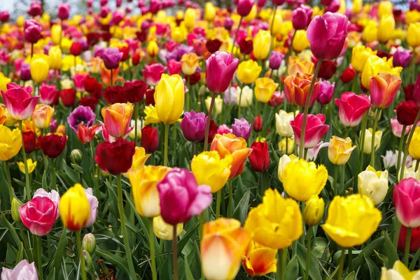 Bellissimi Fiori Tulipani Colorati Diversi Fioriscono Nel Giardino Primaverile Carta — Foto Stock