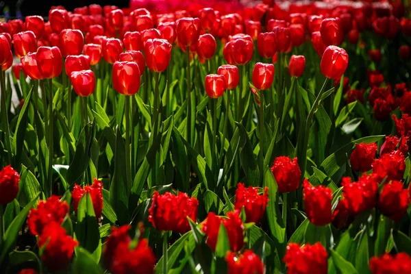 Schöne Bunte Tulpenblumen Blühen Frühlingsgarten Dekorative Tapeten Mit Exotischen Tulpen — Stockfoto