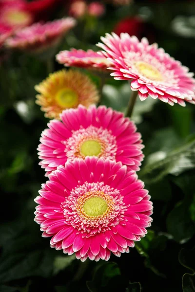 Belles Fleurs Roses Roses Transvaal Marguerites Fleurissent Dans Jardin Printemps — Photo