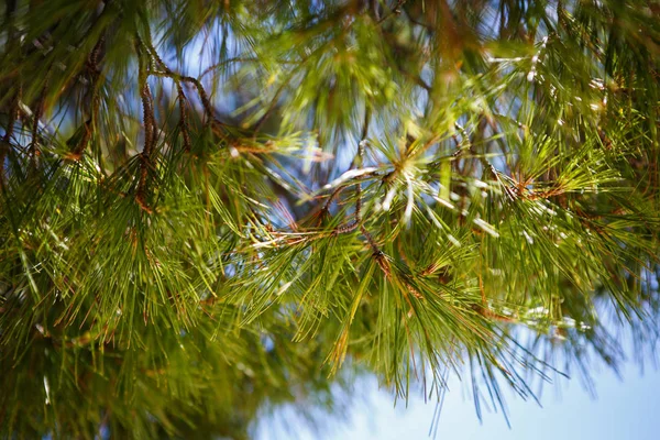 Takken Van Dennenboom Kroatië Natuur Flora — Stockfoto