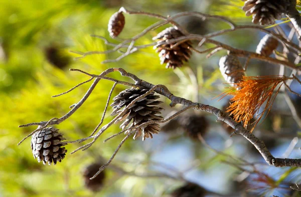 Takken Van Dennenboom Kroatië Natuur Flora — Stockfoto
