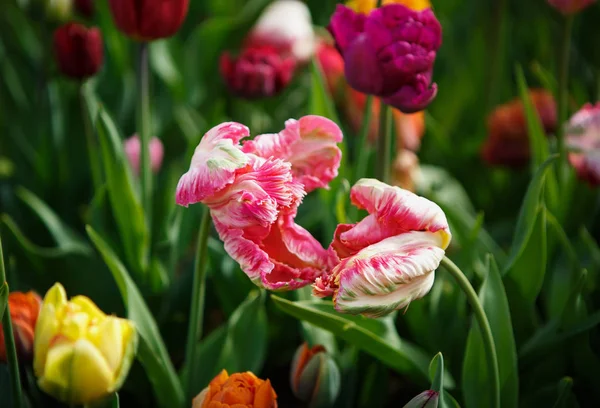 Belles Fleurs Tulipes Fleurissent Dans Jardin Printemps Papier Peint Décoratif — Photo