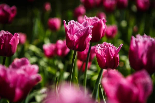 정원에서 피어입니다 봄에는 튤립으로 화면입니다 포스터 자연의 아름다움입니다 활기찬 — 스톡 사진