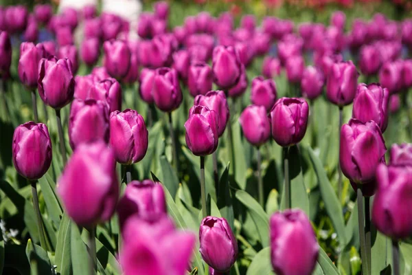 Schöne Tulpenblumen Blühen Frühling Garten Dekorative Tapete Mit Tulpen Frühling — Stockfoto