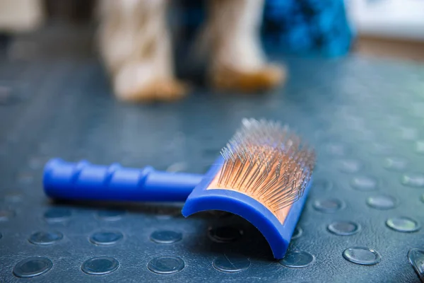 Husdjur Päls Borste Veterinärkliniken Professionell Djur Groomer Instrumentet Bordet Hund — Stockfoto