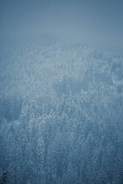 Όμορφη Καρπάθια Δάσος Πανύψηλα Πεύκα Που Καλύπτονται Χιόνι Στην Κρύα — Φωτογραφία Αρχείου