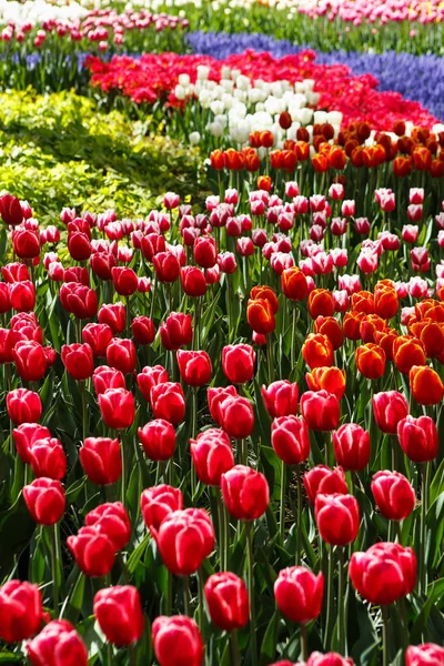 Bellissimi Fiori Tulipani Colorati Fioriscono Nel Giardino Primaverile Carta Parati — Foto Stock