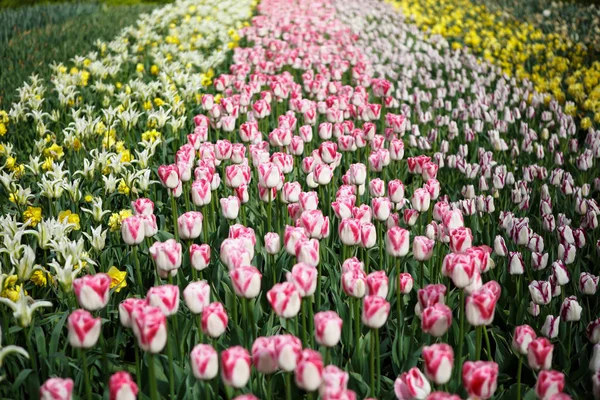 Kaunis Tulppaanit Kukat Kukkivat Keväällä Puutarhassa Koristeellinen Tapetti Tulppaanit Keväällä — kuvapankkivalokuva